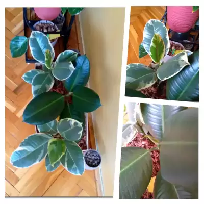 Ficusy - druga połowa kwietnia