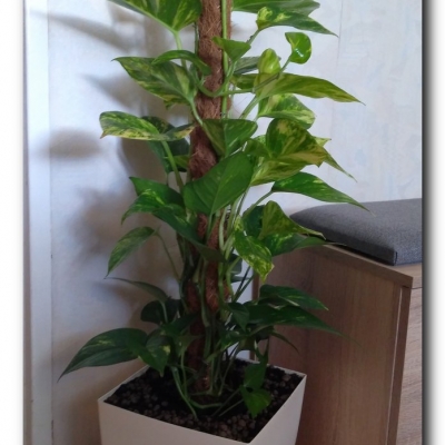 Scindapsus "Duży"- Czerwiec 2022 (po przesadzeniu)