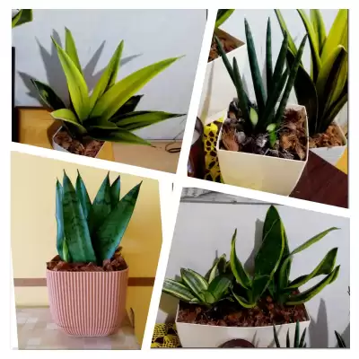 Sansewierie - podsumowanie czerwca 2023