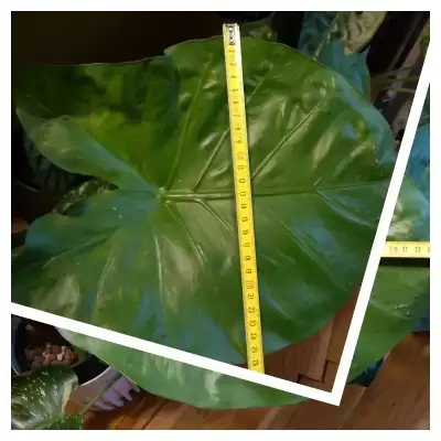 Chyba największy liść