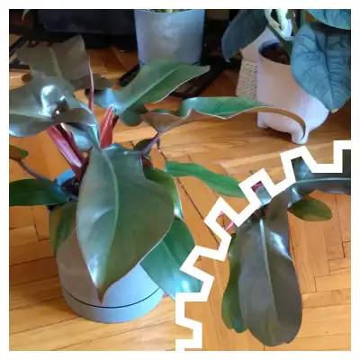 Jeszcze jedna Florida