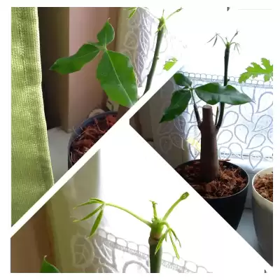 Drzewko - wiosenne przesadzanie - marzec 2023