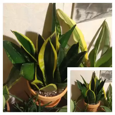 Sansevierie - zagęszczanie