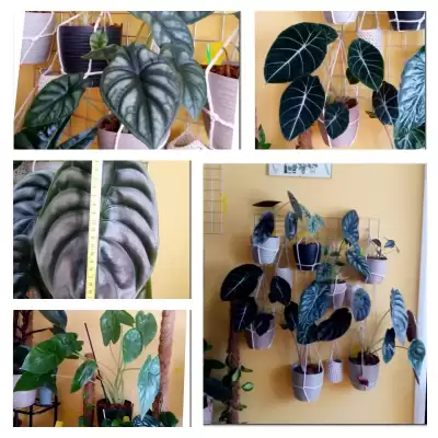 Alokazje - podsumowanie czerwca 2023