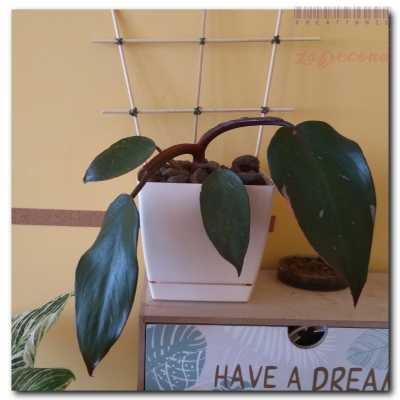 Filuś przed i po wyjeździe - Sierpień 2022