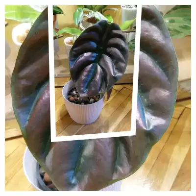 Kolejna Alokazja odzyskana