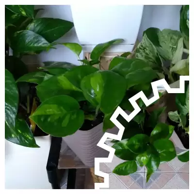 Global Green - podejście numer 3