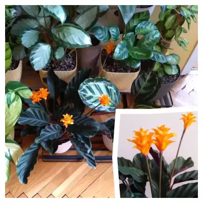 Calathea Crocata