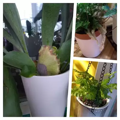 No i kolejne paprotki