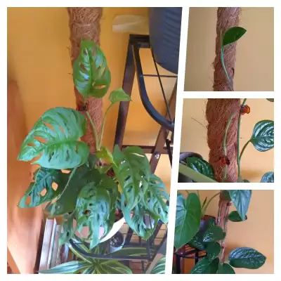 Monstery i nowe liście