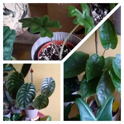 Alokazje - podsumowanie roku 2023