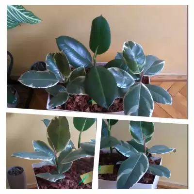 Fikus i nowi koledzy