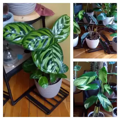 Calathea - podsumowanie roku 2023