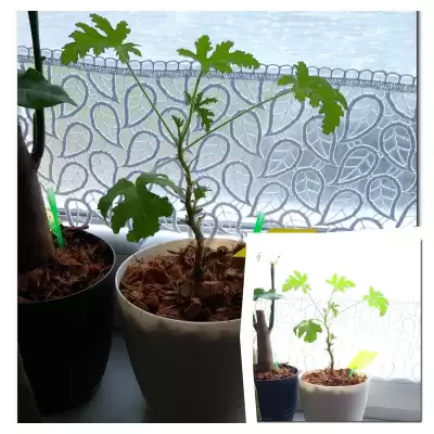 Geranium - wiosenne przesadzanie - marzec 2023