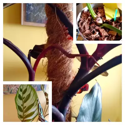 Nowe liście i nadzieje