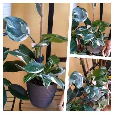 Trzeci i ostatni White