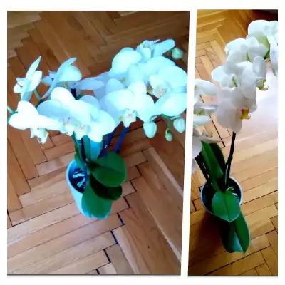 Phalaenopsis Orchid - czerwiec 2023