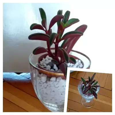 Peperomia Ruby Glow