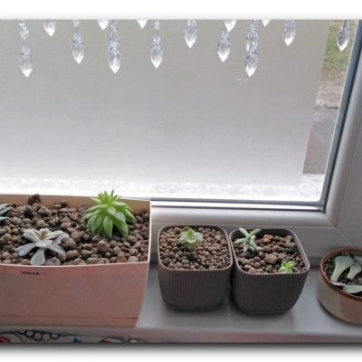 Eszewerie - styczeń 2023