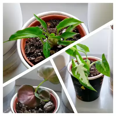 Kolekcjonerskie Syngonia