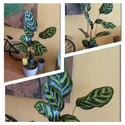 Makoja - wiosenne przesadzanie - marzec 2023