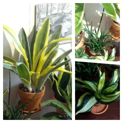 Sansevierie - SzeptyZielenie