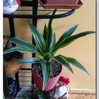 Draceny - styczeń 2023