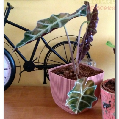 Maja odmawia współpracy - lipiec 2022