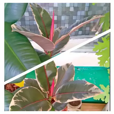 Kolejny Fikus do kolekcji