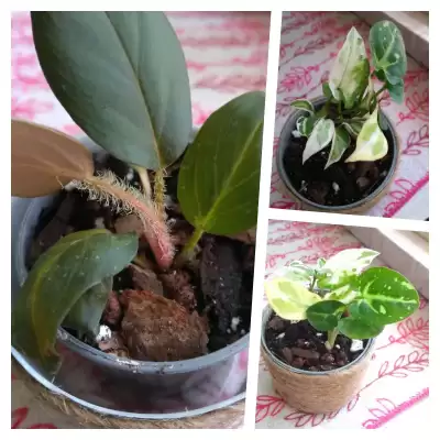 Kolekcjonerskie maluszki