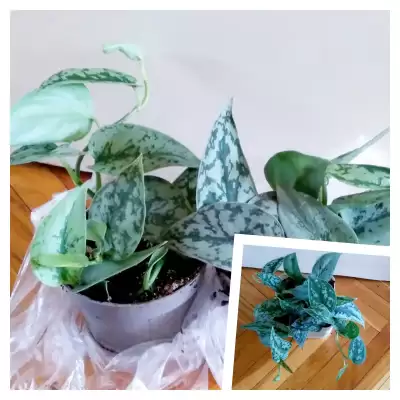 Pierwsza nowość sierpniowa - Scindapsus Trebie