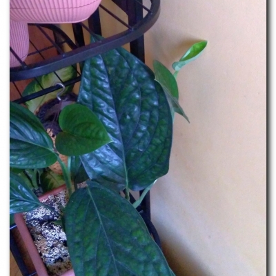 Monsterka i jej liściowe szaleństwo - listopad 2022