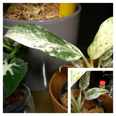 Kolekcjonerska Raphidophora