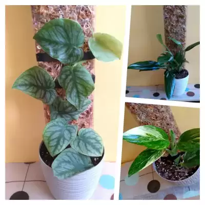 Nowe Kolekcjonery - Replin