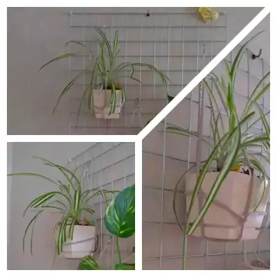 Zielistka i jej nowe miejsce