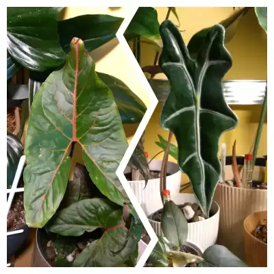 Dwie Alokazje z Listy