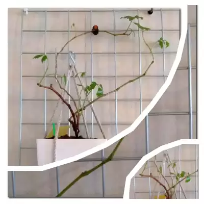 Rombek - wiosenne przesadzanie - marzec 2023