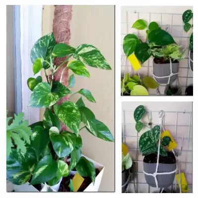 Epi i Scindapek - podsumowanie czerwca 2023