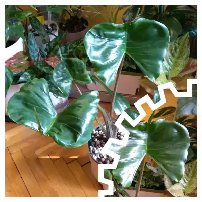 Odzyskałam "Płaszczkę"