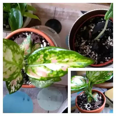 Aglaonema - pierwsza próba