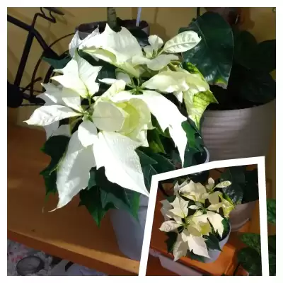 W atmosferze Świąt