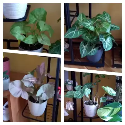 Syngonium - podsumowanie roku 2023