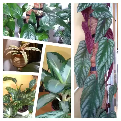 Pierwsze większe zamówienie 2025 (Gajos)