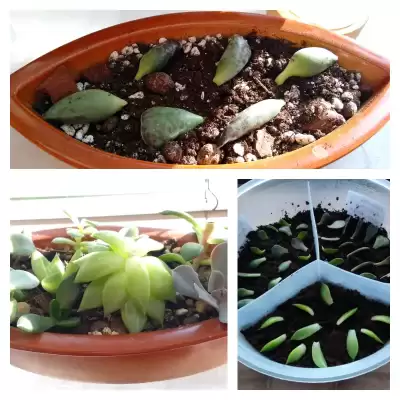 Małe odmładzanie i może nowe sukulenty