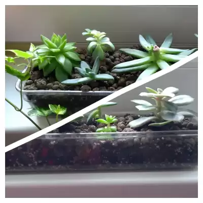 Eszewerie - wiosenne przesadzanie - marzec 2023