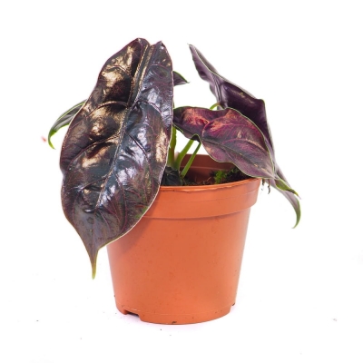 Kameleon - czyli nasza Alokazja Azlanii