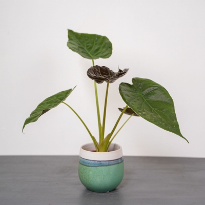 Alocasia - informacje ogólne