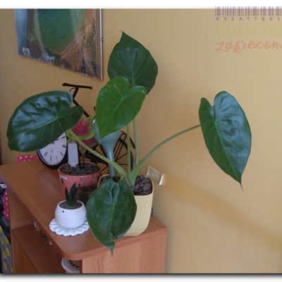 Gutek przed i po wyjeździe - Sierpień 2022