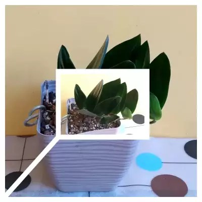 Nowy Scindapsus - Replin