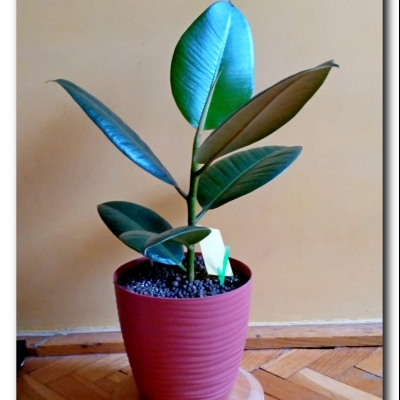 Fikus - nasz nowy nabytek